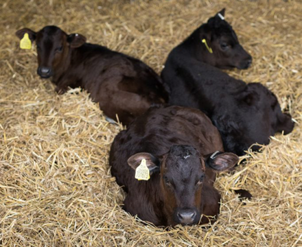 Cows